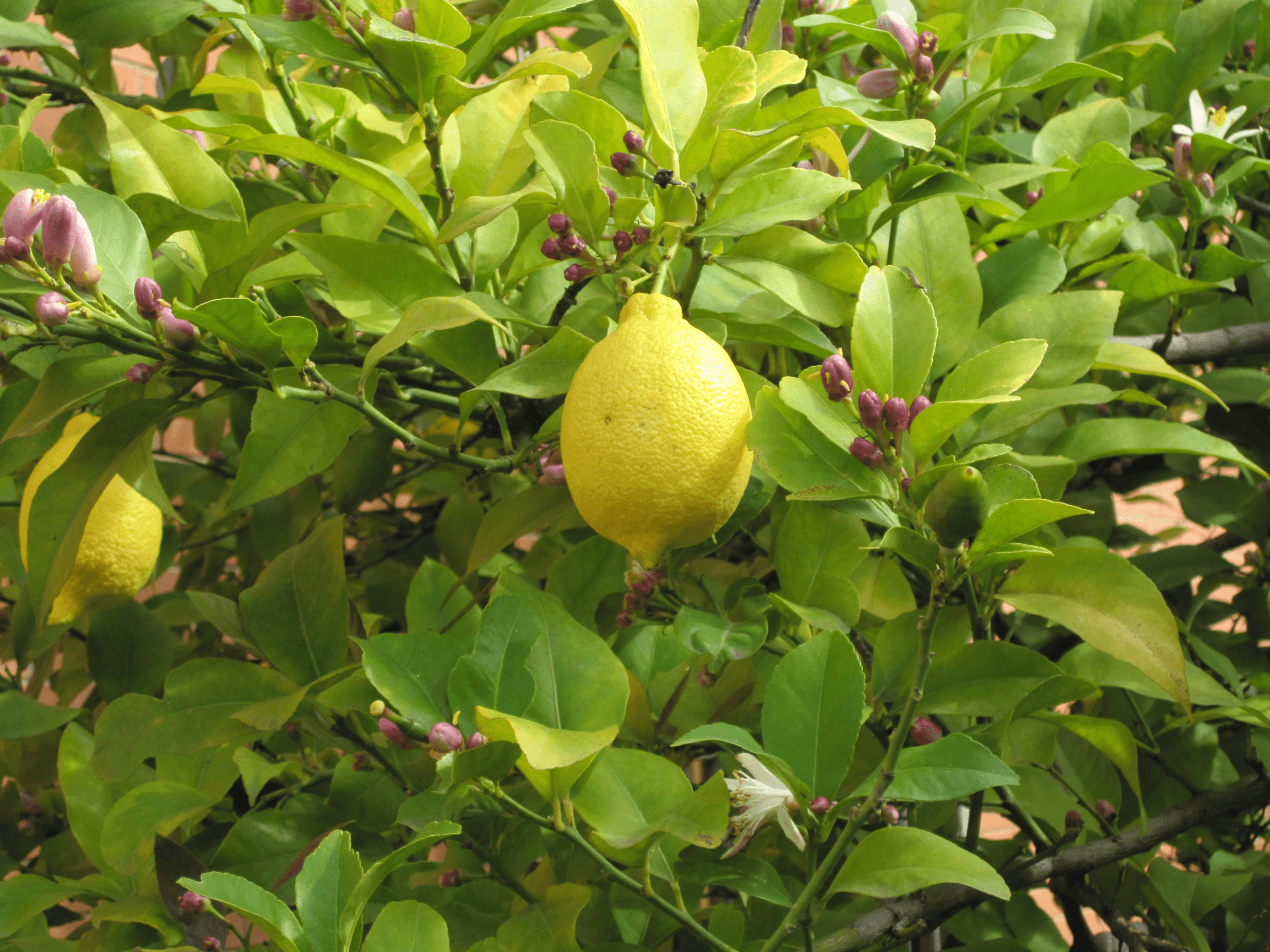 A potted Lemon Tree with glossy green leaves, white blossoms, and small yellow lemons, placed in a bright indoor setting.