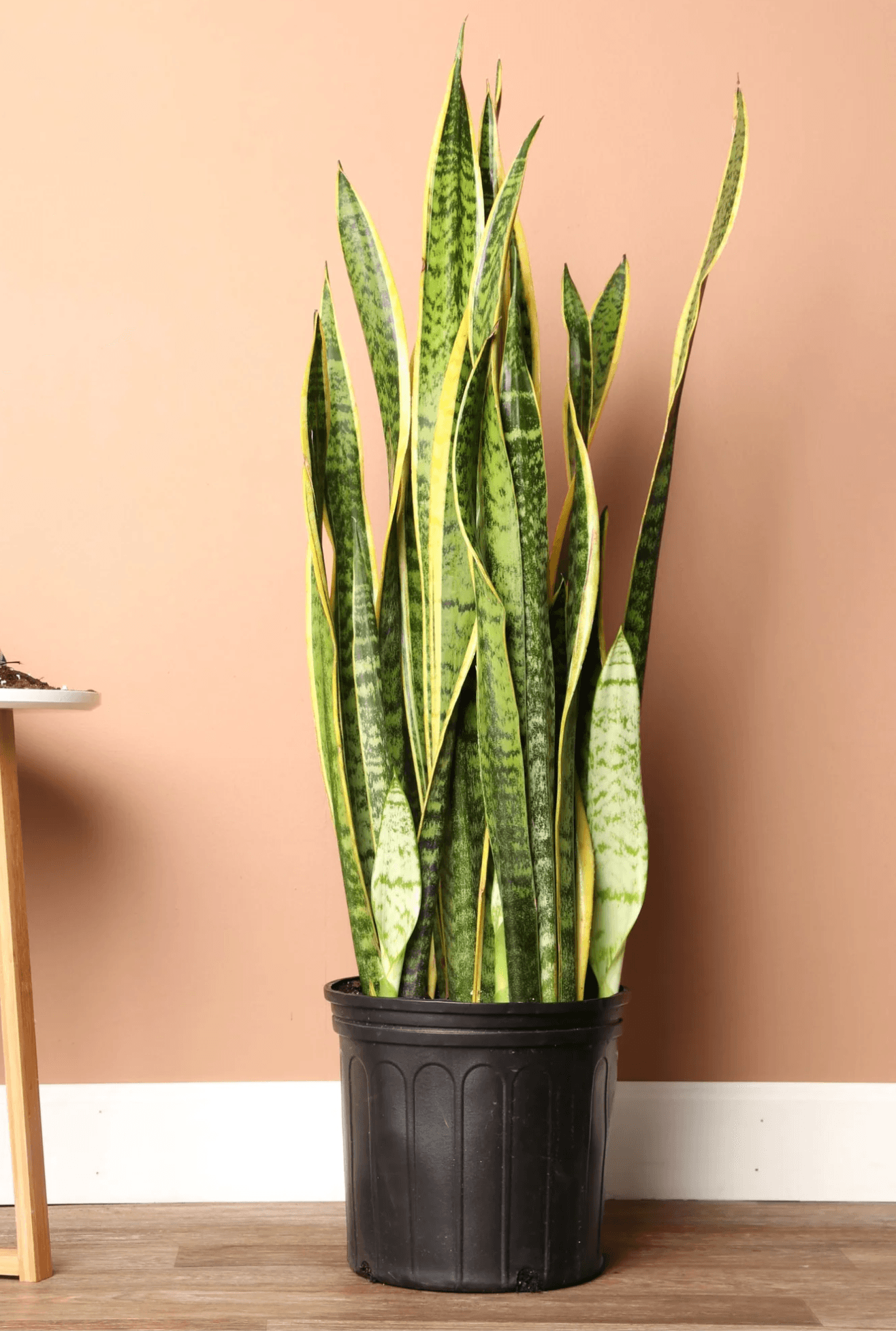 Dracaena trifasciata with upright, sword-like leaves