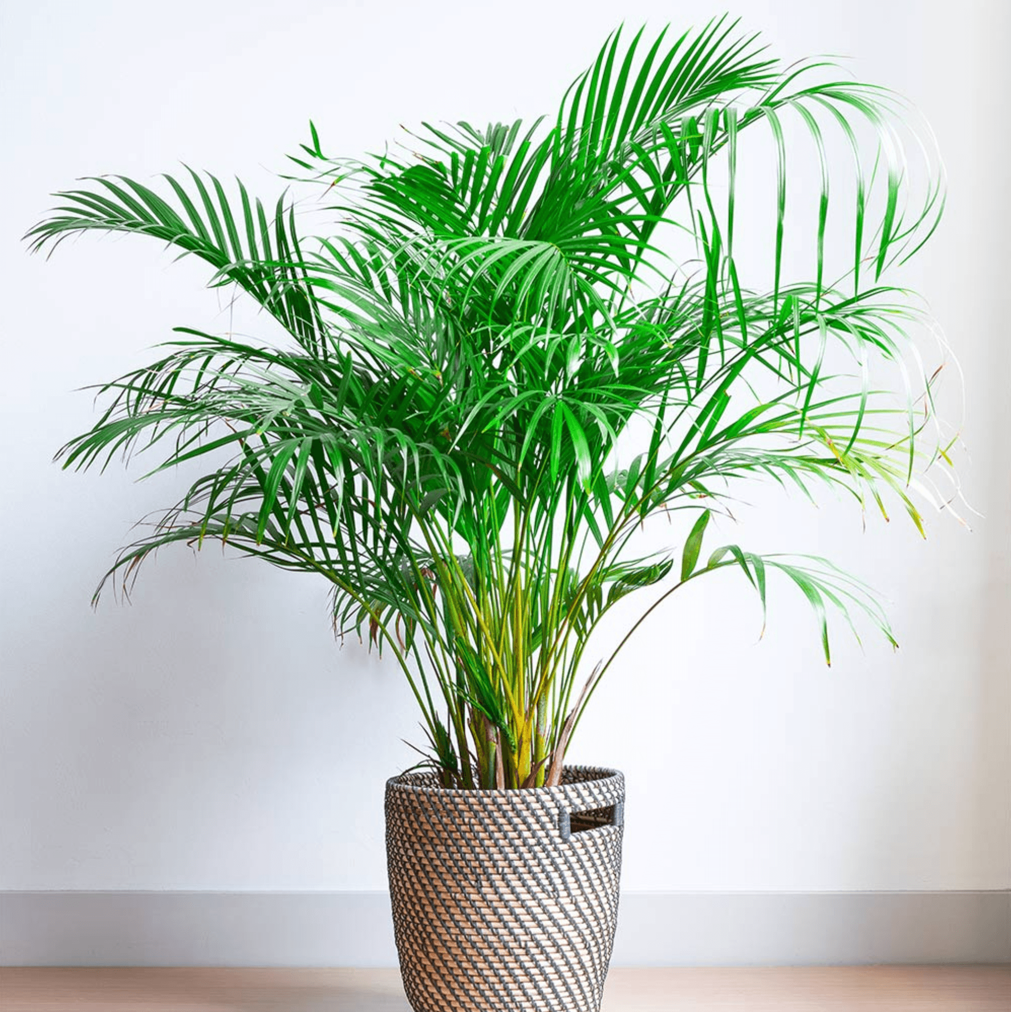 A potted Areca Palm with feathery fronds and golden canes, placed in a bright indoor setting.
