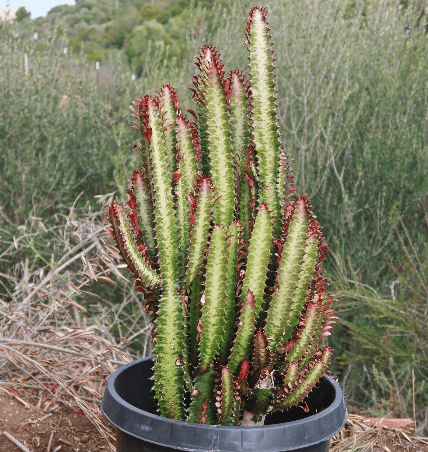 A tall Euphorbia trigona with three-sided stems branching into a candelabra shape, placed in a bright indoor setting.