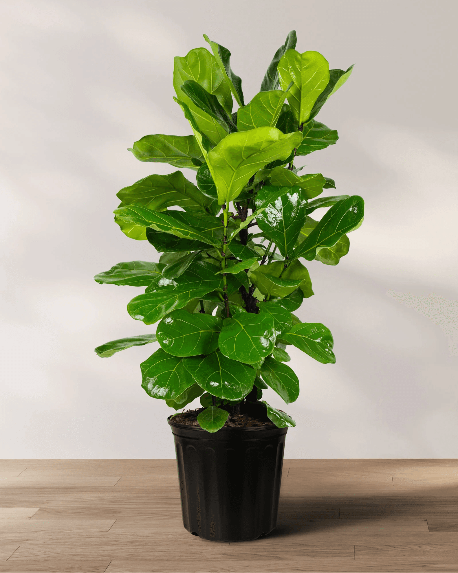 Fiddle-leaf fig in a bright living room, with a few leaves showing brown edges.