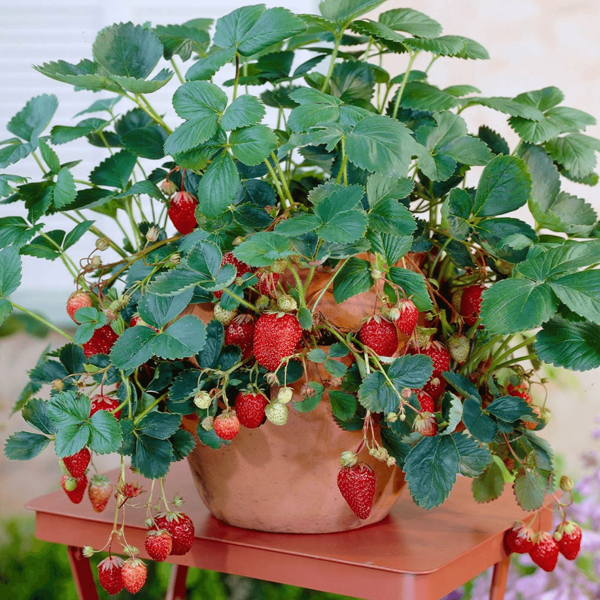 A close-up of a Garden Strawberry plant with trifoliate leaves, white flowers, and red fruit.