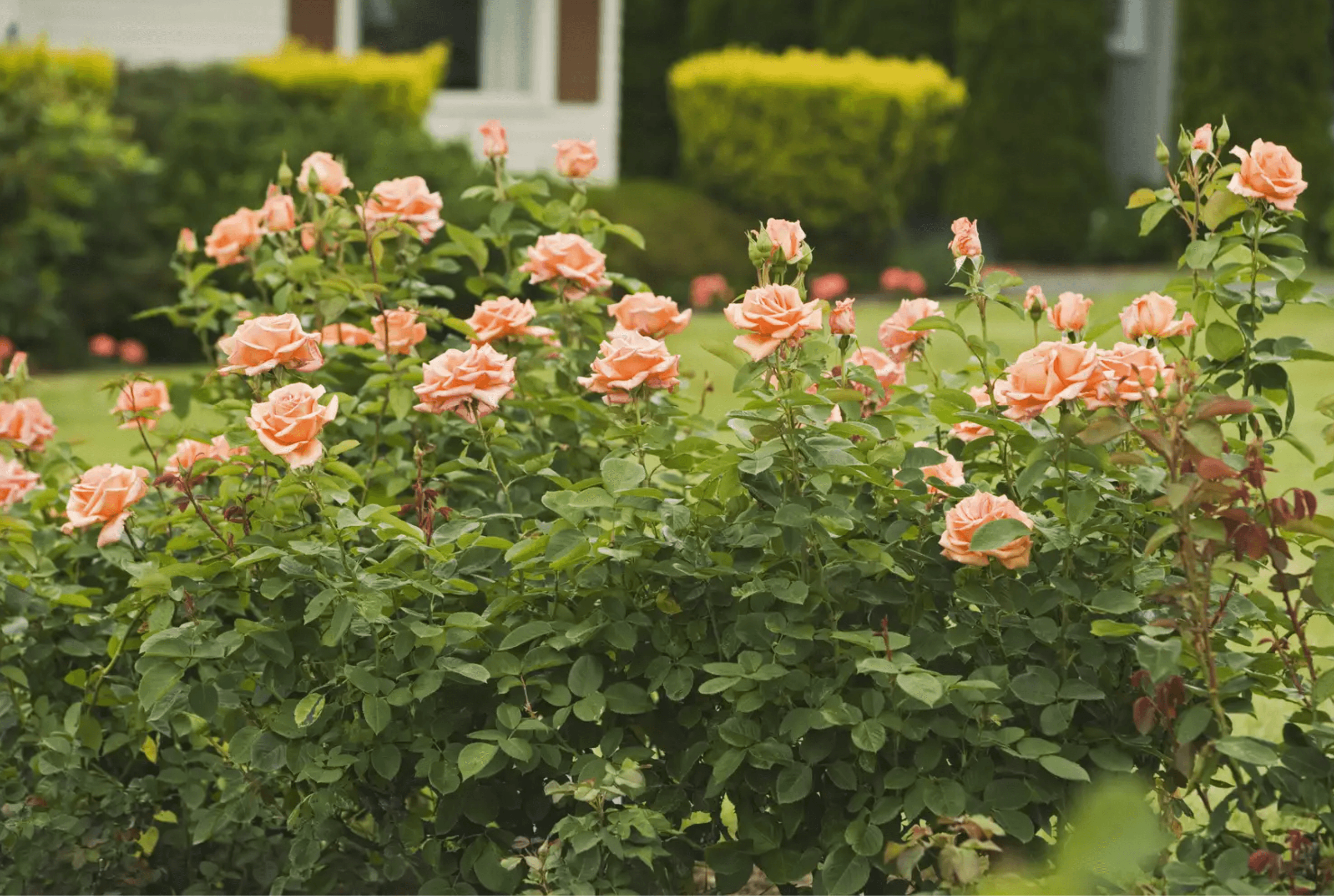 A Hybrid Tea Rose bush in full bloom, showcasing large, high-centered orange flowers on long stems.