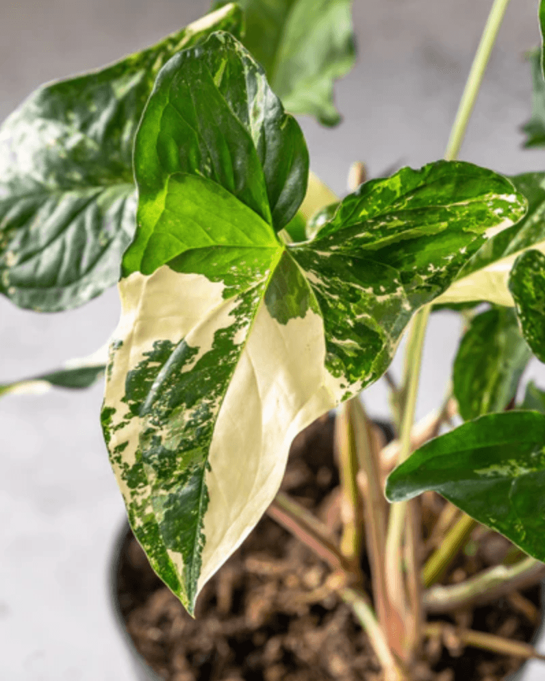 A close-up of an Arrowhead Plant leaf with white variegation.