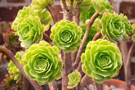 Aeonium arboreum rosettes on branching stems