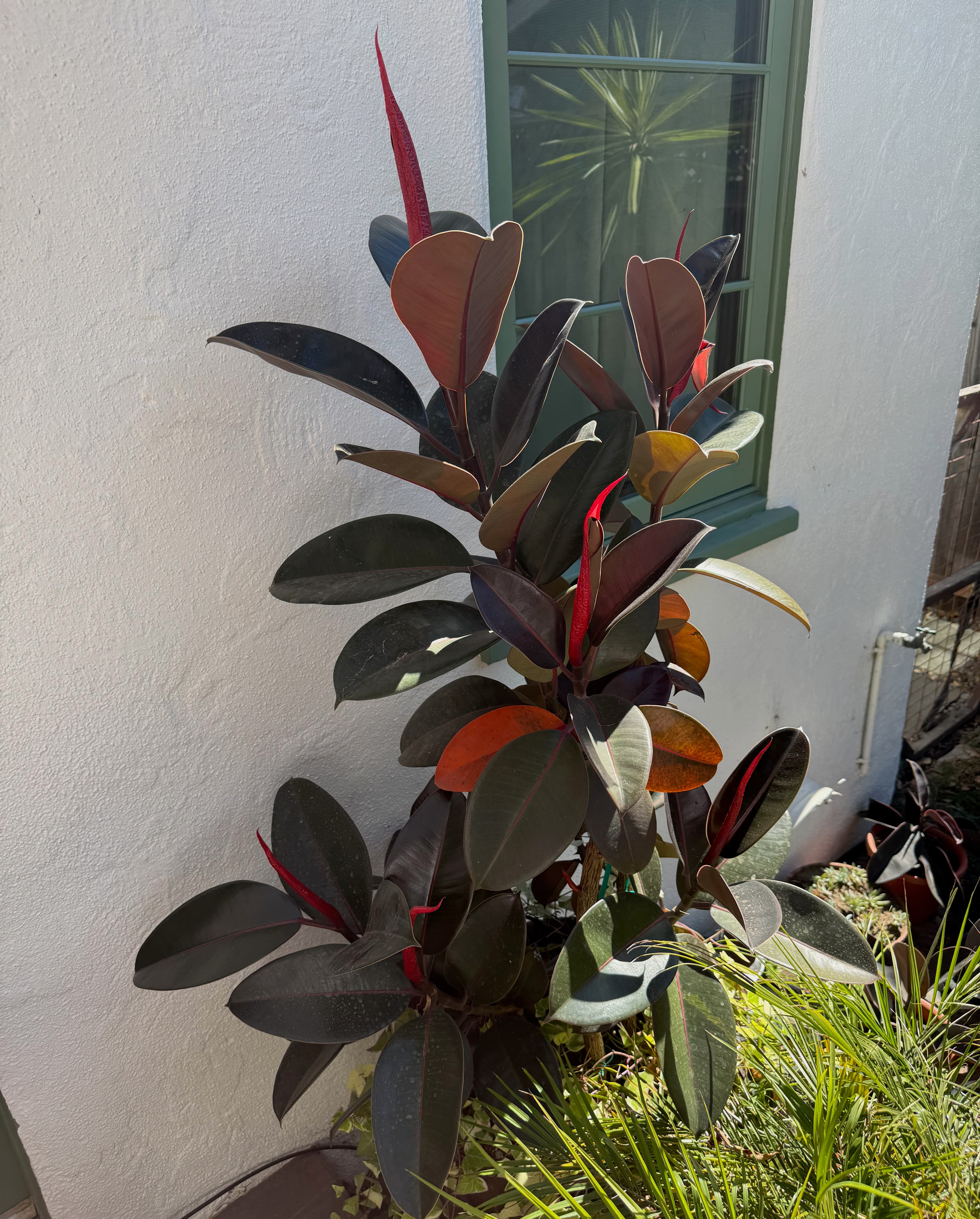 Ficus elastica with burgundy leaves in a white pot